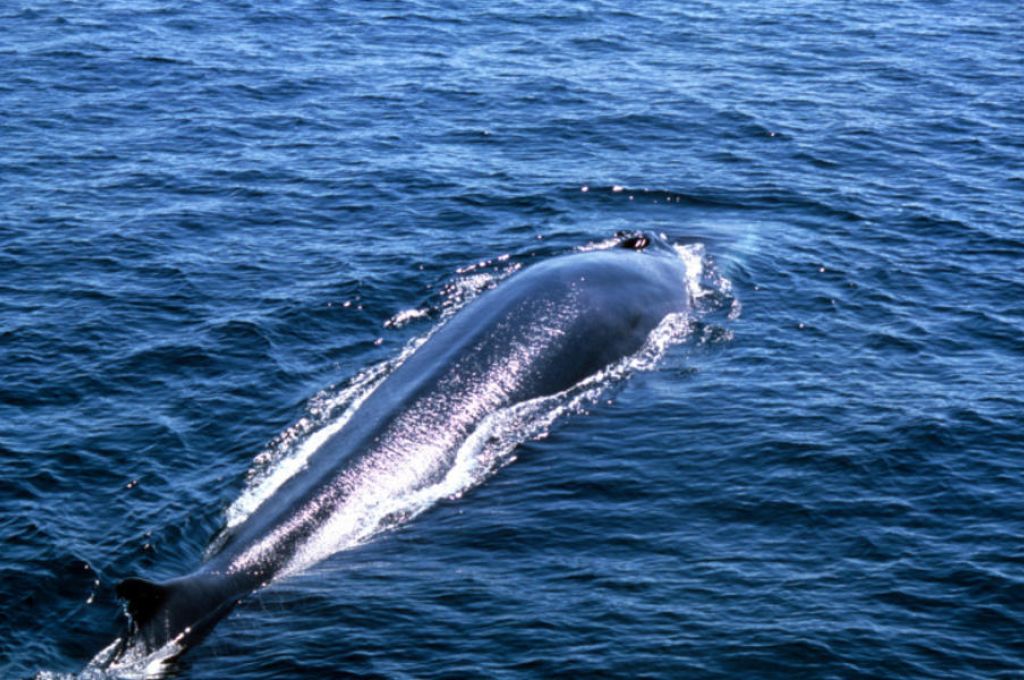 إنقاذ دُولفين جنح على أحد الشواطئ بليبيا 16 Fin WHale Why they matter Image 204741