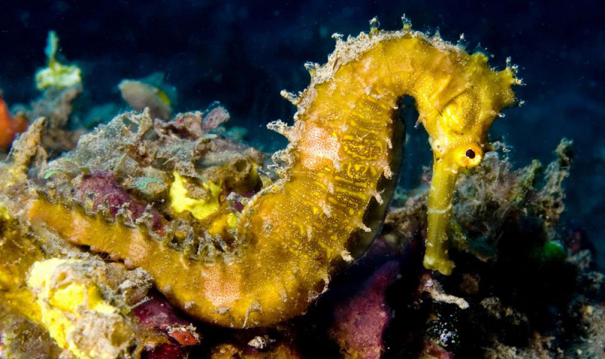 Hippocampus hystrix Spiny seahorse yellow 156961ae