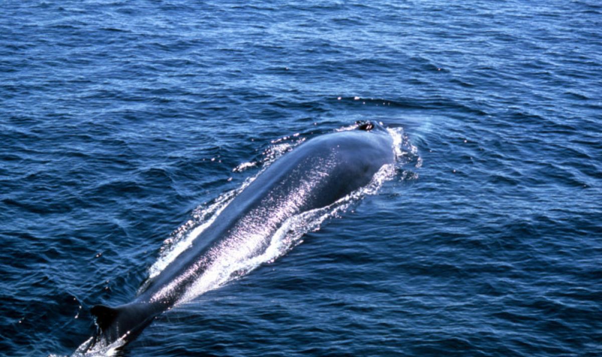 Fin WHale Why they matter Image 204741 2c533f55