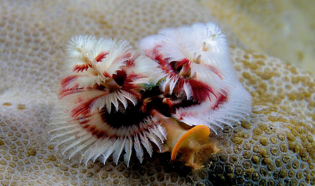 Christmas Tree Worms Retract 3af963ca