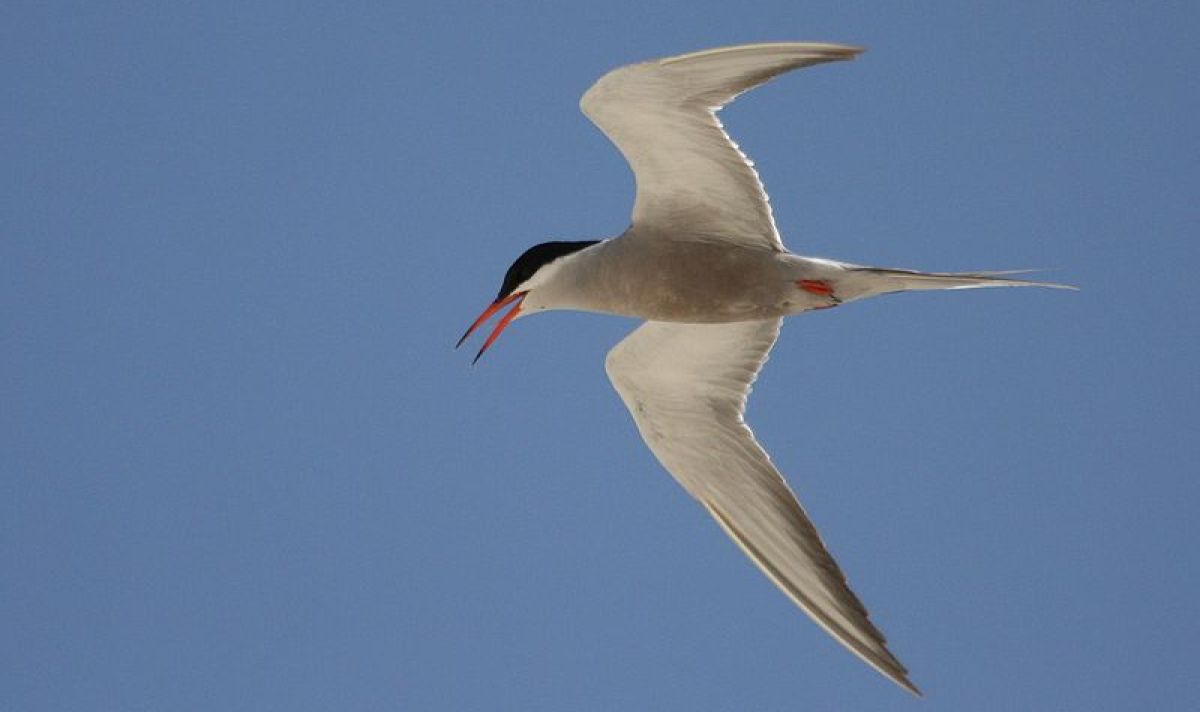 800px White cheeked Tern 41e19a6e