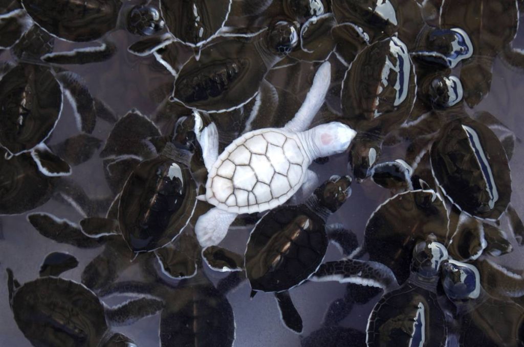 albino sea turtles 72cbfe2b