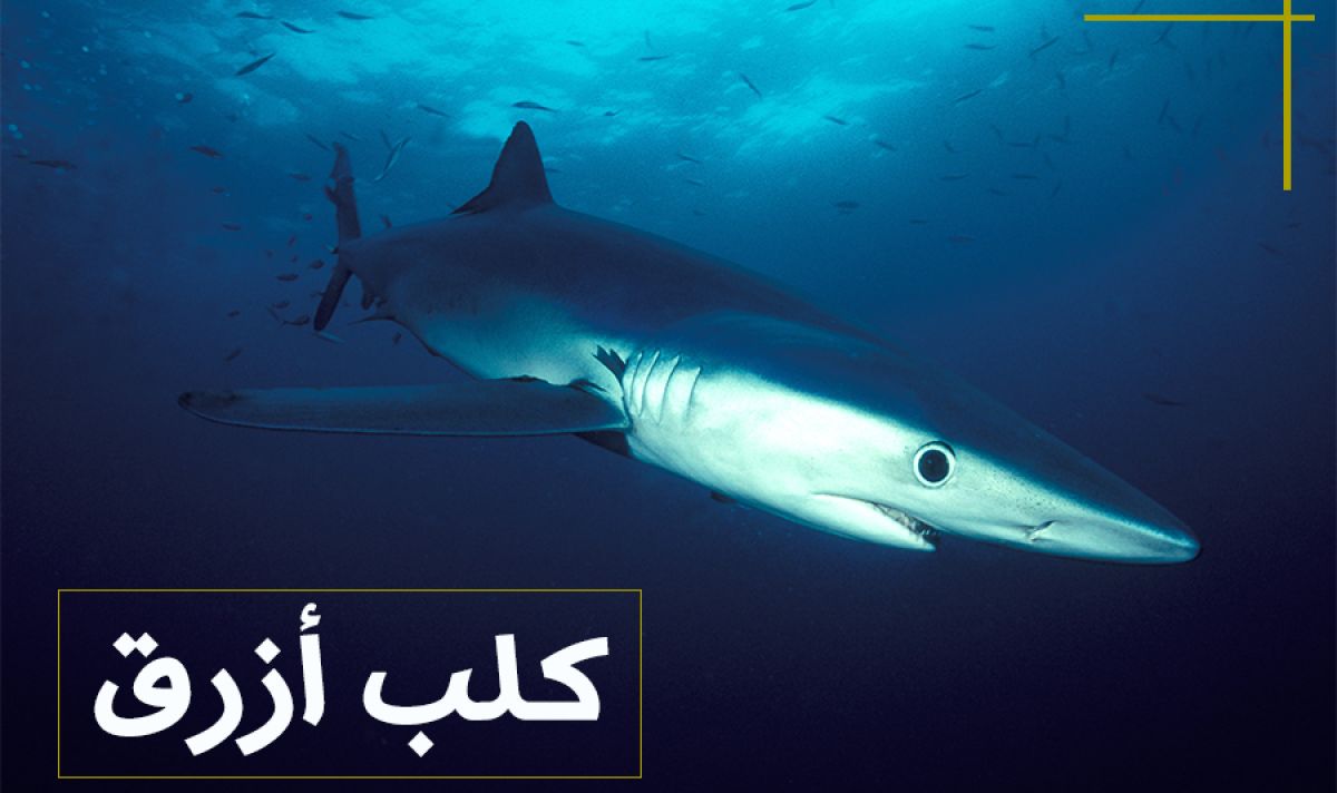 %D8%A7%D8%B2%D8%B1%D9%82 811941f0