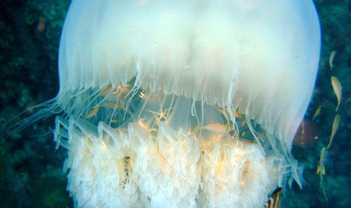 types of jellyfish Rhopilema nomadica ab08cec9