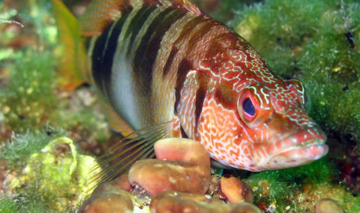 Serranus scriba 00aa717f