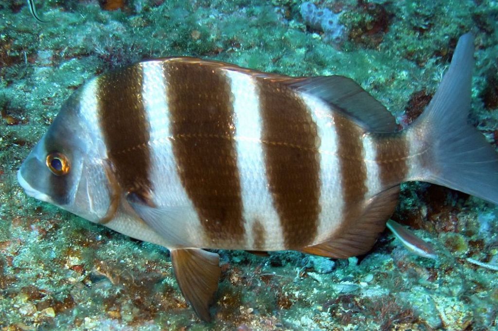 سمكة المنكوس..فصيلة المرجانيات (السباريدي) 13 Diplodus cervinus 067e5f2e