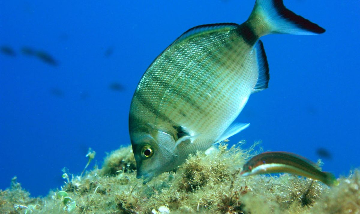 Diplodus puntazzo 09f051c8
