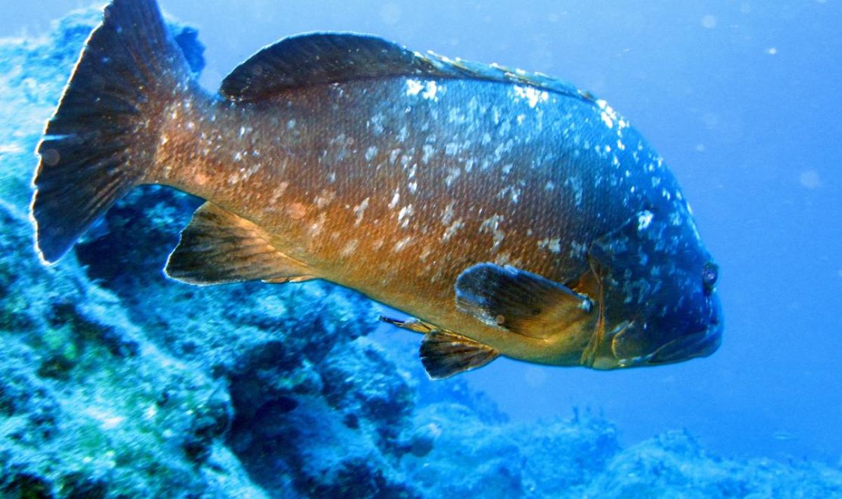 orfoz mottled grouper5 0c1fa2b0