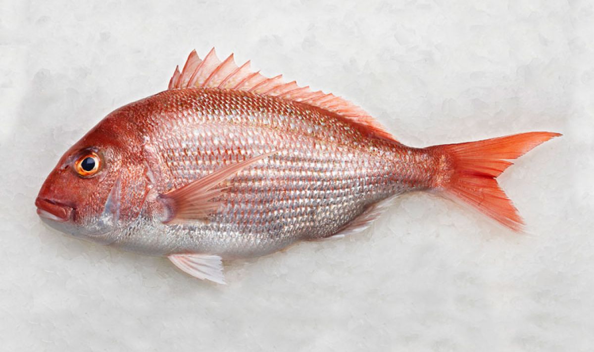 Pagrus pagrus 124e65c8