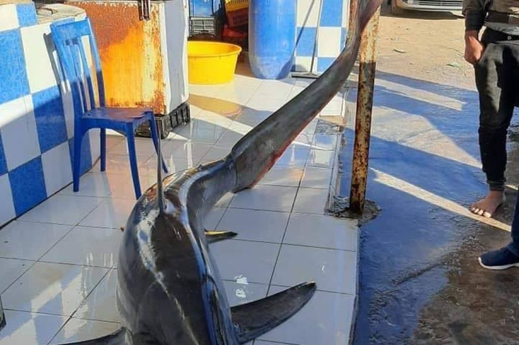 التسجيل الأول لسمكة ذات الراية من البحر الأحمر (Heniochus intermedius) في البحر الأبيض المتوسط 15 84349275 2544458888997766 5540366481646157824 n 1f64040b