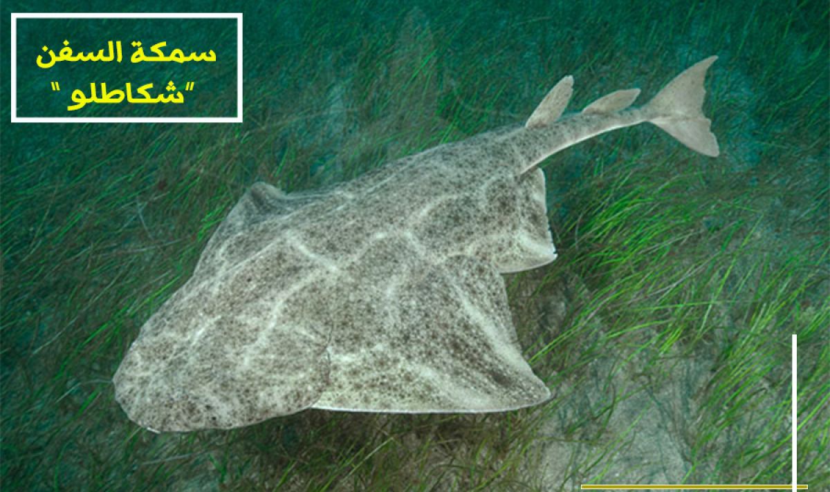 سمك السفن (شكاطلو) ..و الإنقراض 3 angelshark2 2a63d629