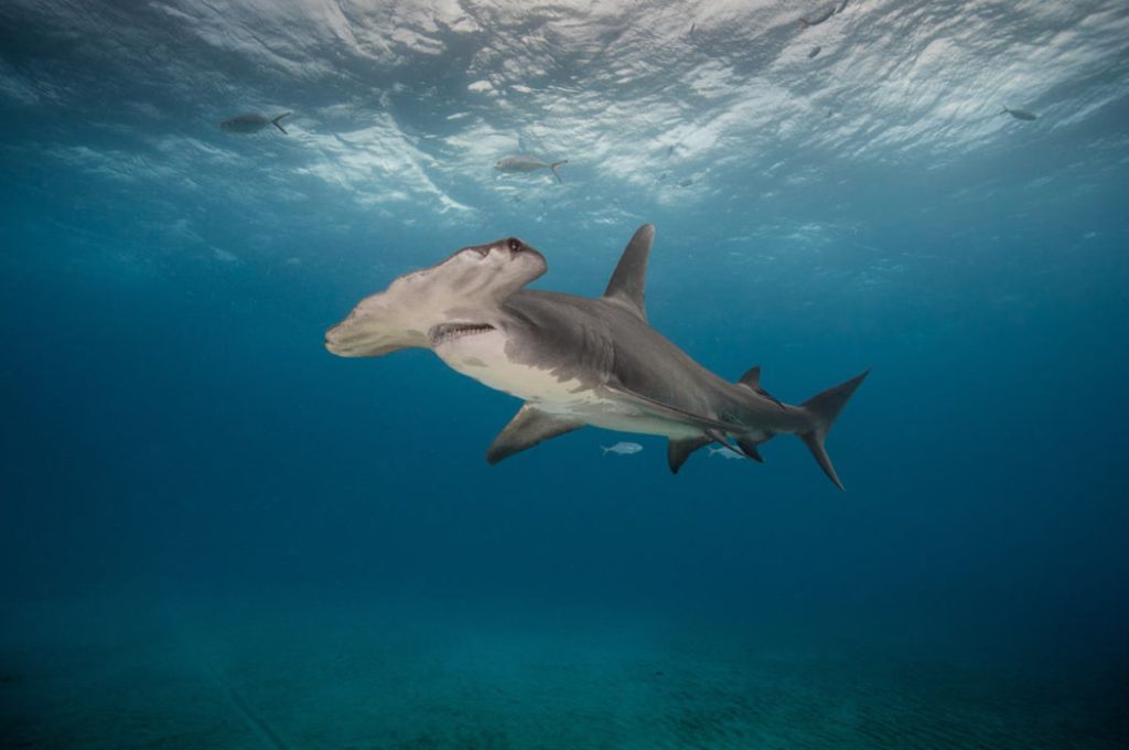 أهم الفروقات الشكلية بين القرش الأبيض و قرش ماكو (الزرقاية ) 15 hammerheadshark 1050x700 2b075b87