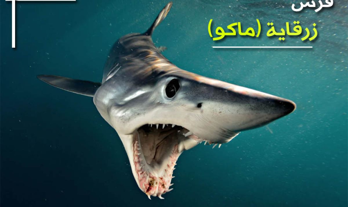 قرش زرقاية (مــاكو)...أسرع الغضروفيات المهددة بالإنقراض 4 %D9%82%D8%B1%D8%B4 %D9%85%D8%A7%D9%83%D9%88 2ce92b0d