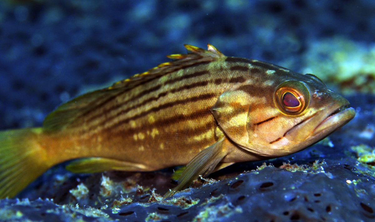 Epinephelus costae 3Lahoz Gold blotch Grouper 2de088e7