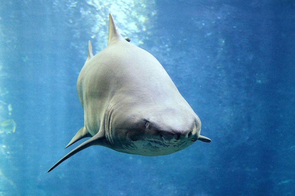 Carcharias taurus in UShaka Sea World 1078 2f0606ef