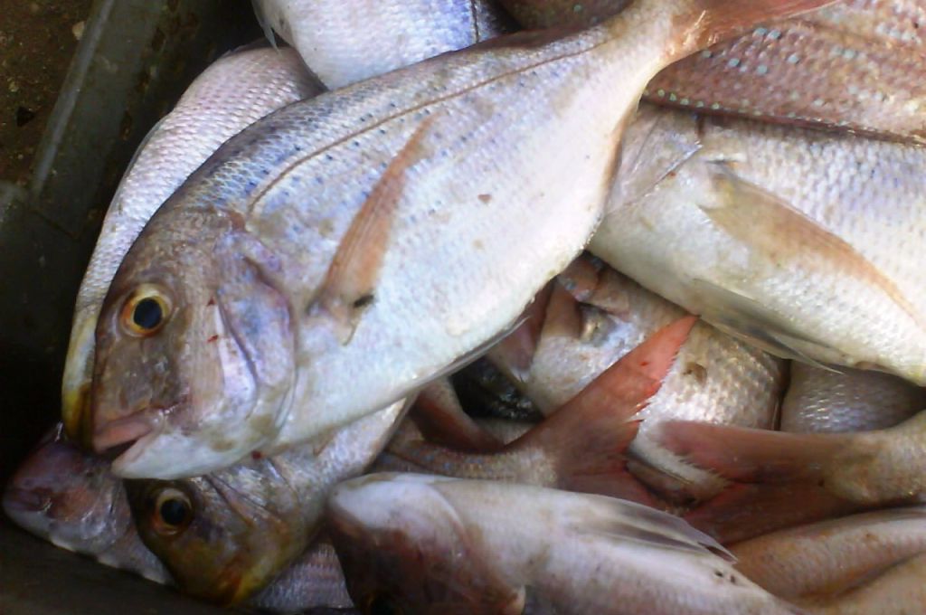سمكة بومنقار 25 Dentex maroccanus 2f53d673