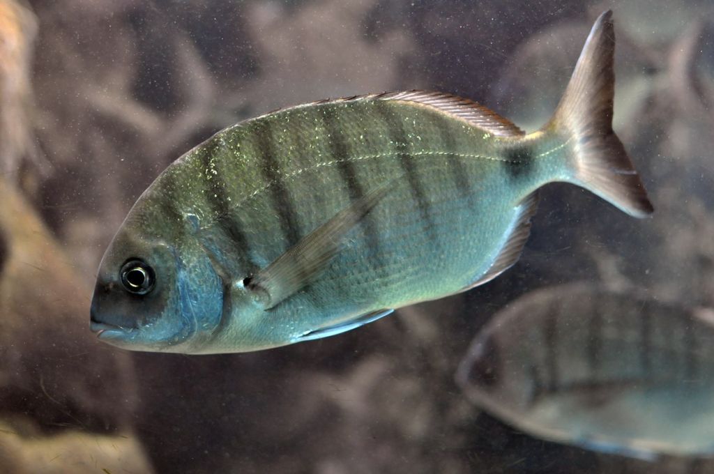 سمكة المنكوس..فصيلة المرجانيات (السباريدي) 14 Diplodus sargus 301e6d3e