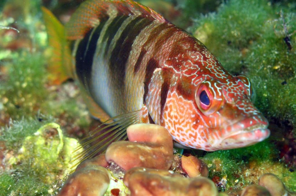 سمكة بومنقار 24 Serranus scriba 3305eaaf