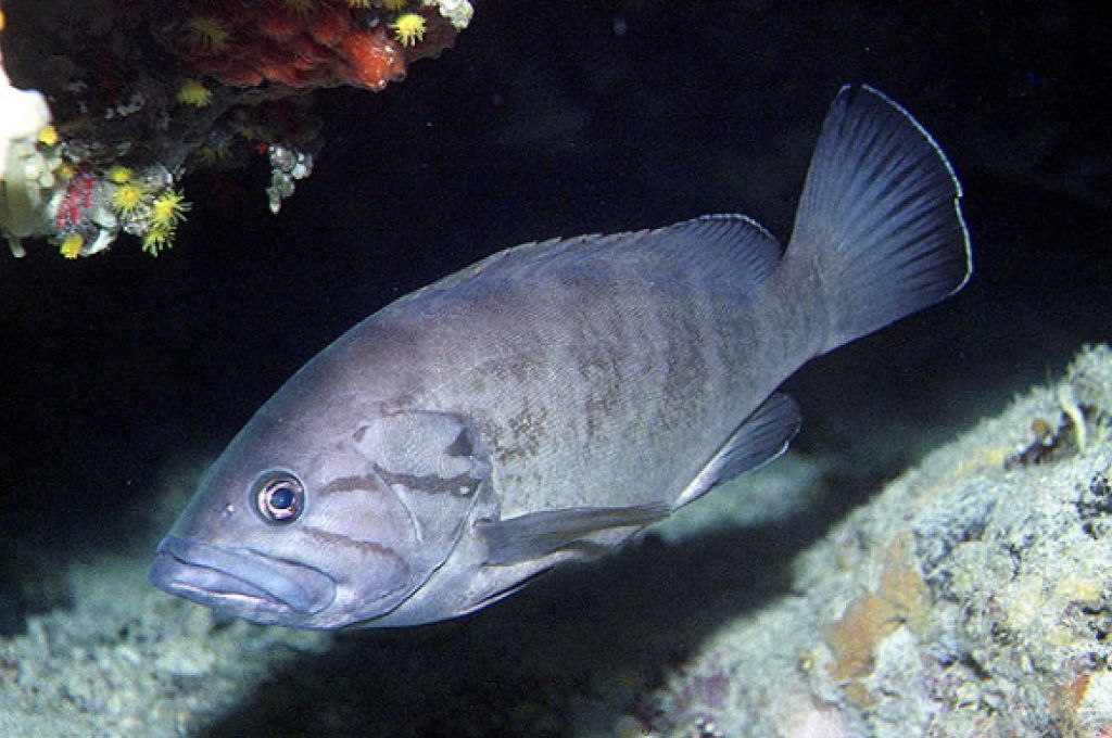 epinephelus caninus 337a2900