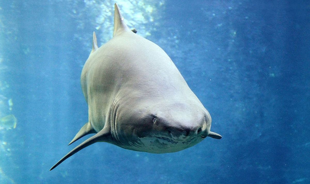 Carcharias taurus in UShaka Sea World 1078 343da31e