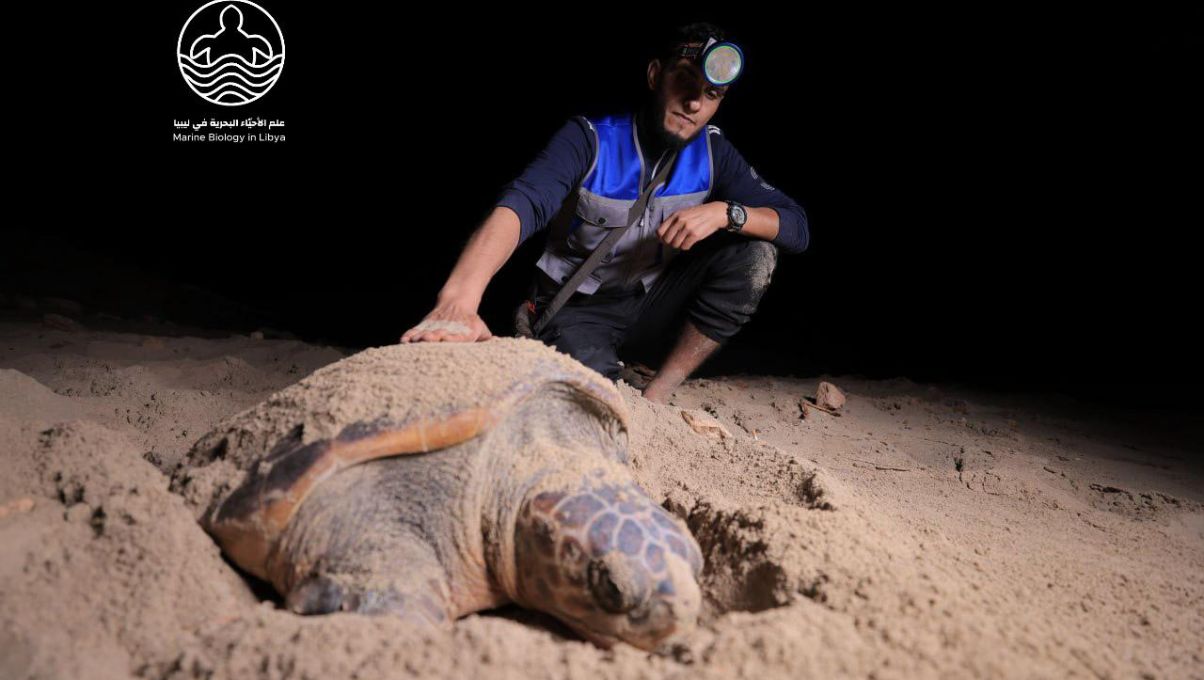 التسجيل الأول لسمكة ذات الراية من البحر الأحمر (Heniochus intermedius) في البحر الأبيض المتوسط 3 PSX 20230618 232434 3594b6c9