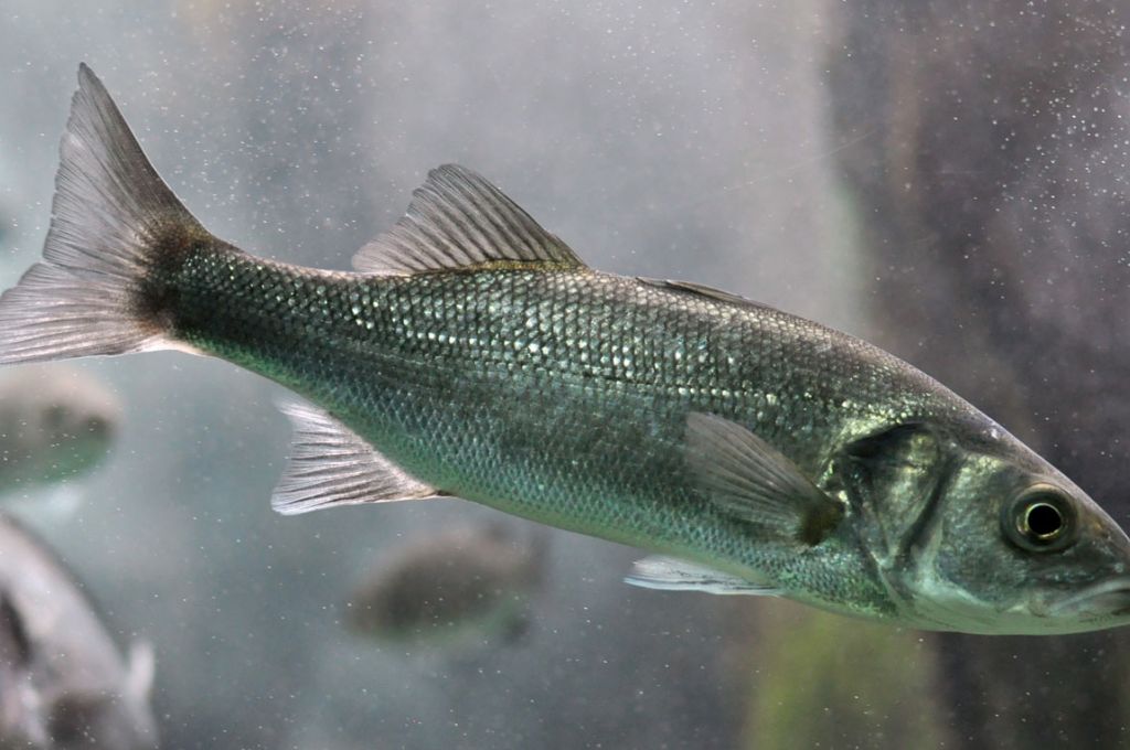 Dicentrarchus labrax01 38455a79