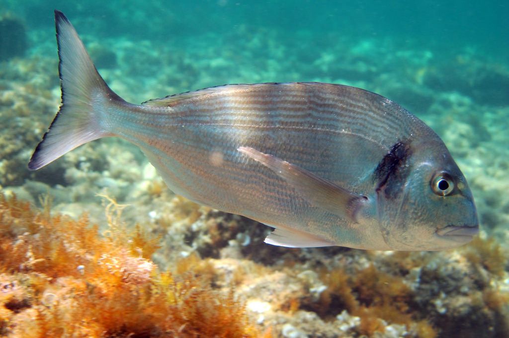 سمكة تنوت ..فصيلة المرجانيات (السباريدي) 12 Sparus aurata 3936d939