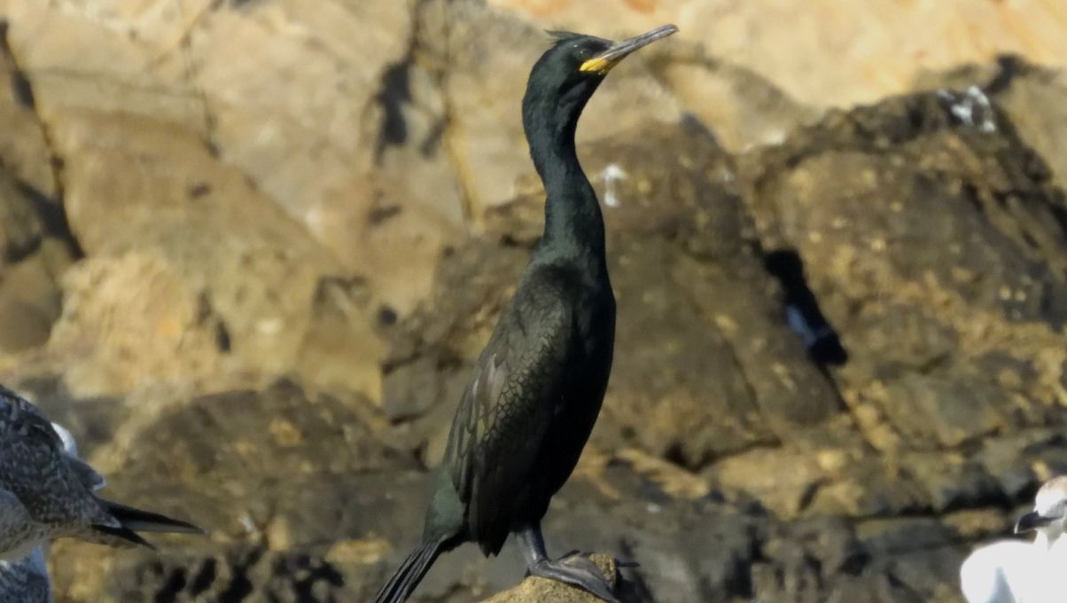 التسجيل الأول لسمكة ذات الراية من البحر الأحمر (Heniochus intermedius) في البحر الأبيض المتوسط 5 84695506 173390017258607 906305255564640256 n 3a2acd1a