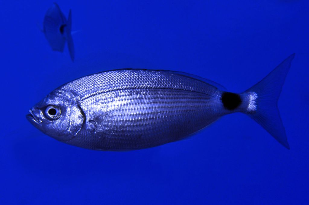سمكة المنكوس..فصيلة المرجانيات (السباريدي) 12 saddled bream 3d9525ca
