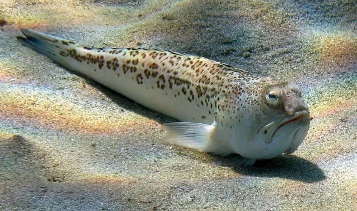 اسماك الطرانجة ( السامة )... في الساحل الليبي 6 Trachinus radiatus showy Kato Koufonissi 3e0f29cd