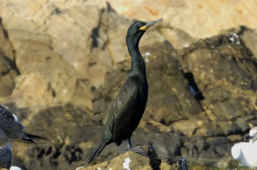 التسجيل الأول لسمكة ذات الراية من البحر الأحمر (Heniochus intermedius) في البحر الأبيض المتوسط 12 84695506 173390017258607 906305255564640256 n 4274c0e6