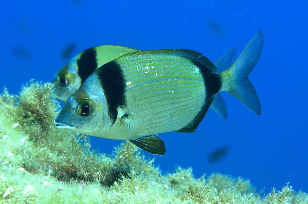 سمكة المنكوس..فصيلة المرجانيات (السباريدي) 15 Diplodus vulgaris 45055ea3