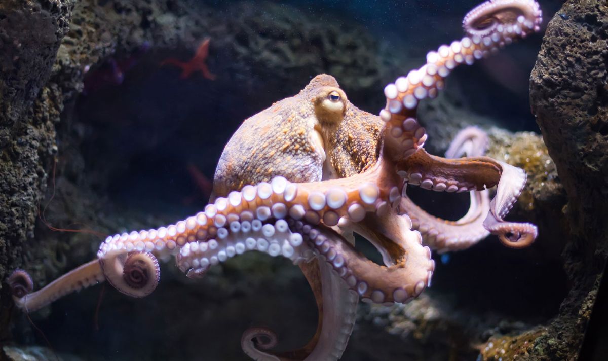 الأخطبوط (القرنيط) 2 octopus.ngsversion 4cb777fb