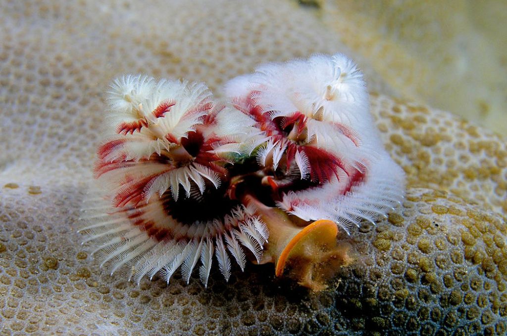فصيلة السرانيدي (Serranidae) 10 Christmas Tree Worms Retract 500f4883