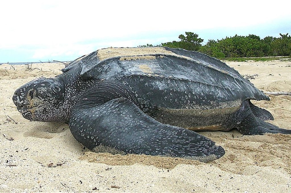 Leatherback sea turtle Tinglar USVI 5839996547 5049b8e1