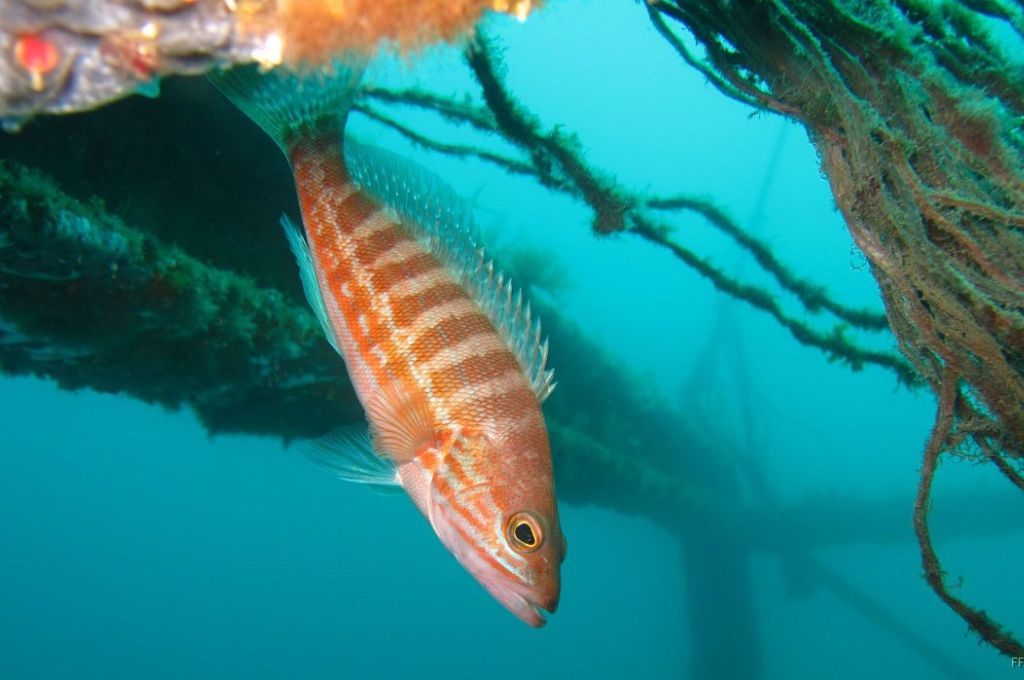 140 Serran chevrette Serranus cabrilla 52402f71