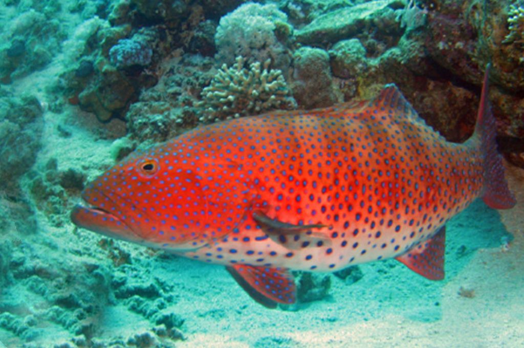 أنواع الأسماك السامة في الساحل الليبي 5 Cephalopholis taeniops 5582e703