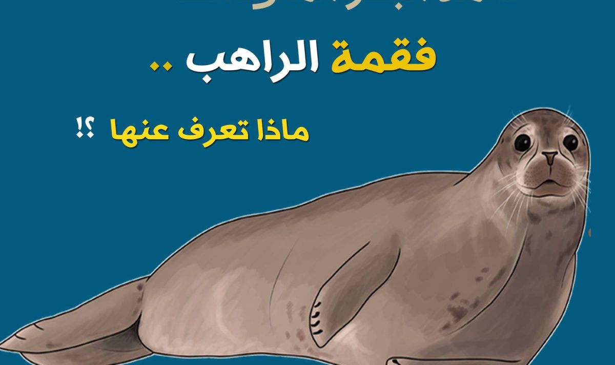 فقمة الراهب المتوسطية ،ماذا تعرف عنها ؟ 2 156679684 805902210013943 5469815104327470572 n 56265a53