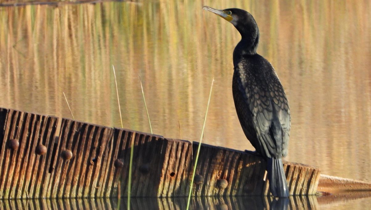التسجيل الأول لسمكة ذات الراية من البحر الأحمر (Heniochus intermedius) في البحر الأبيض المتوسط 6 FSCN1727 scaled 5621b49e