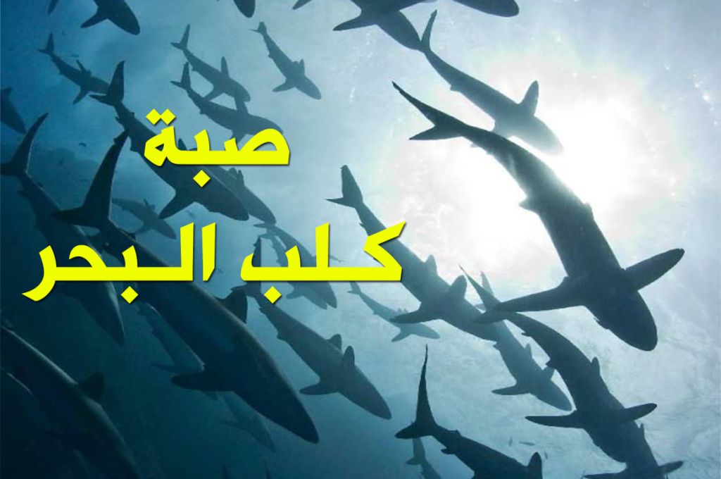 أهم الفروقات الشكلية بين القرش الأبيض و قرش ماكو (الزرقاية ) 5 125846654 3260396890737292 4291981332622547064 o 5a16e190