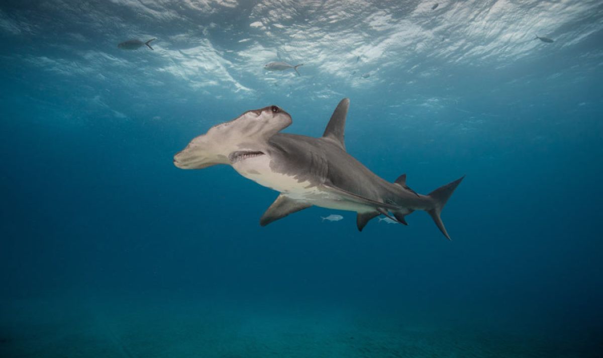 عينه في قرنة ..قرش مطرقة 2 hammerheadshark 1050x700 5fe11e2c
