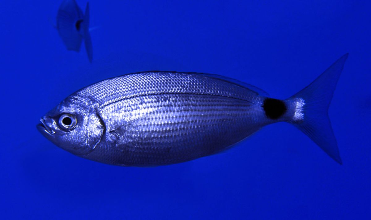 saddled bream 60a8ec9a