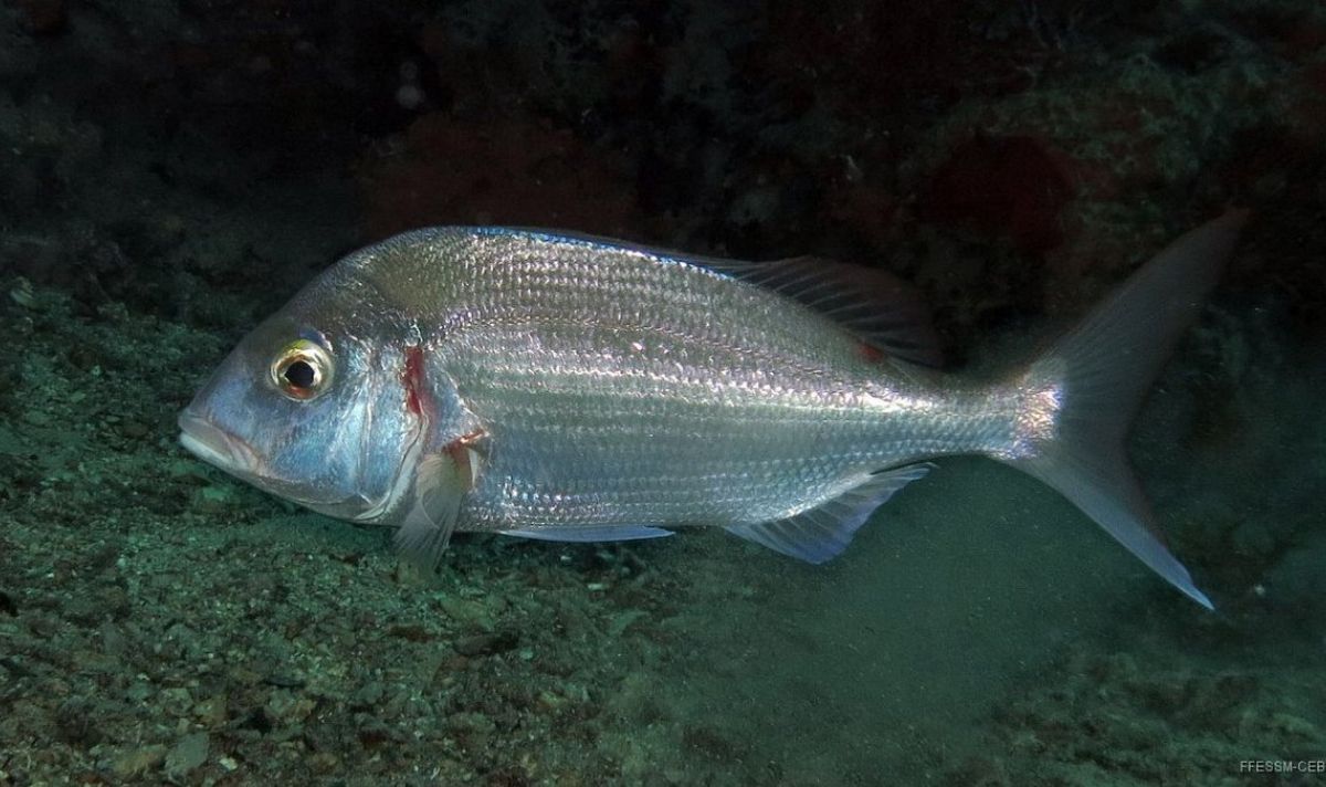 سمكة باقـرو بوريشة …فصيلة المرجانيات(السباريدي) 2 Blue spotted sea bream 62cd42f9