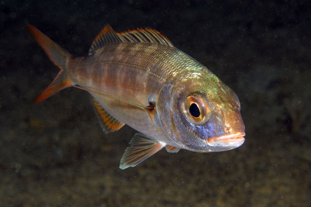 سمكة تنوت ..فصيلة المرجانيات (السباريدي) 10 Axillary sea bream 64427601
