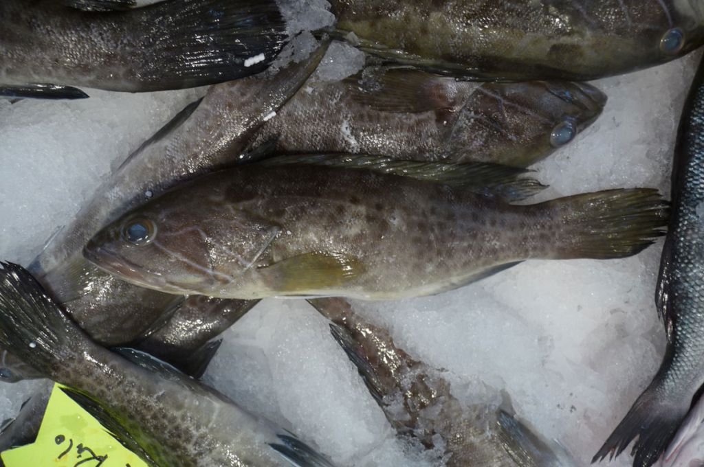 سمكة بومنقار 22 Epinephelus aeneus 6402e26b