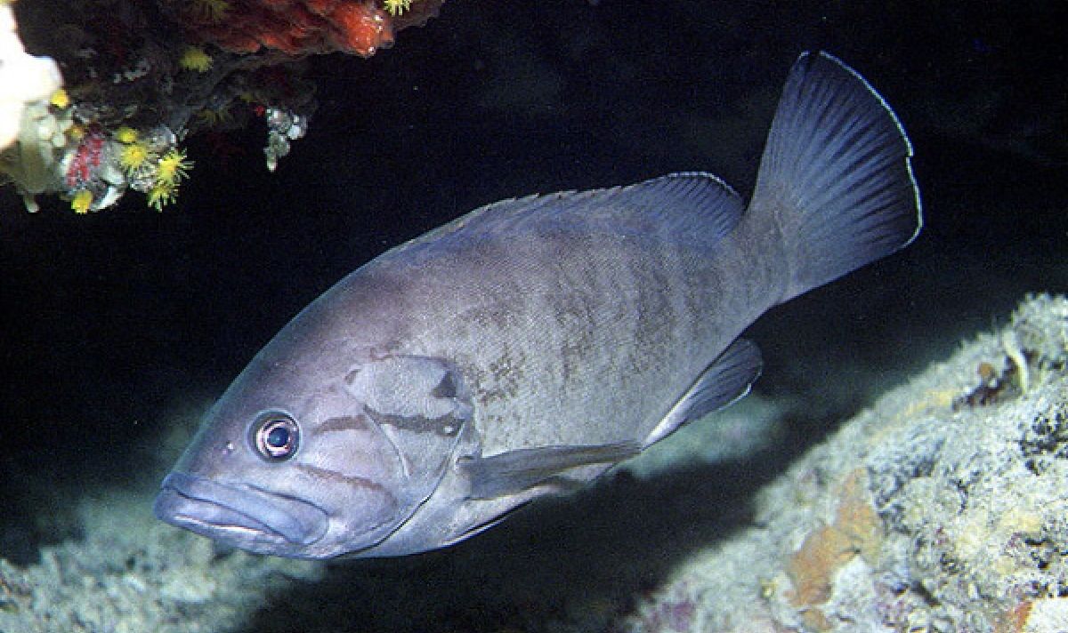 epinephelus caninus 6686265b