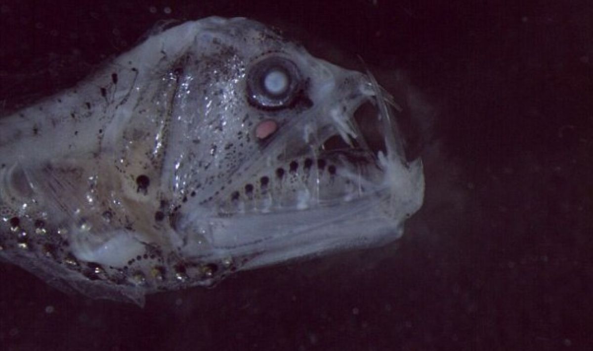 scary fisy australia 2 1 6b76984c