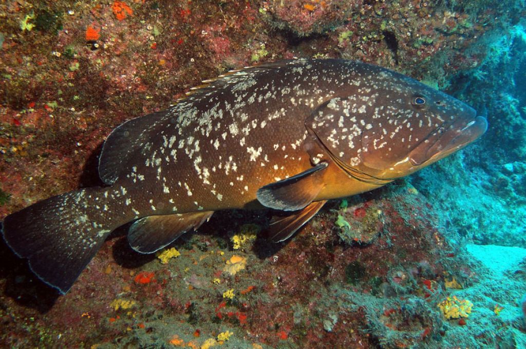 سمكة بومنقار 23 Epinephelus marginatus 6f7f33f4