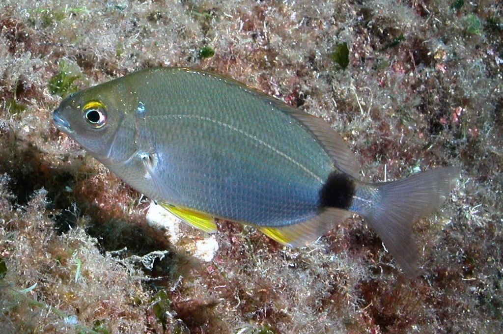 سمكة المنكوس..فصيلة المرجانيات (السباريدي) 16 Diplodus annularis 72287d99