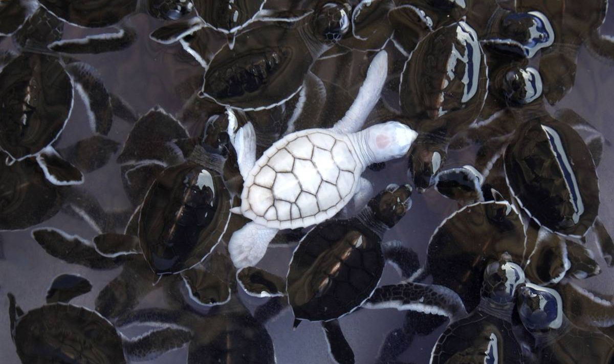 albino sea turtles 729d4389